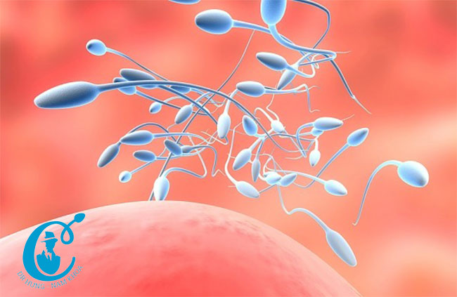 Vô sinh nam là do tính trùn yếu hoặc không có tinh trùng