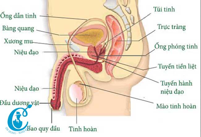 Các bộ phận của cơ quan sinh dục nam