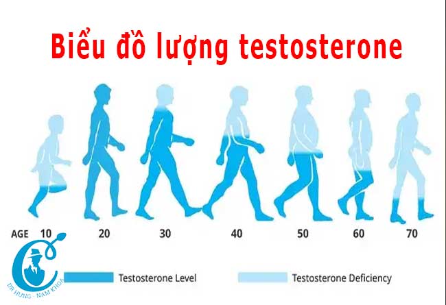 Biểu đồ lượng testosterone đối với các giai đoạn phát triển của nam giới